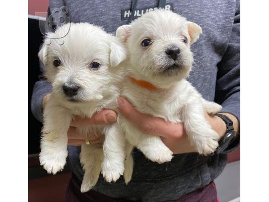 PoulaTo: Kc κουτάβια εγγεγραμμένα West Highland Terrier